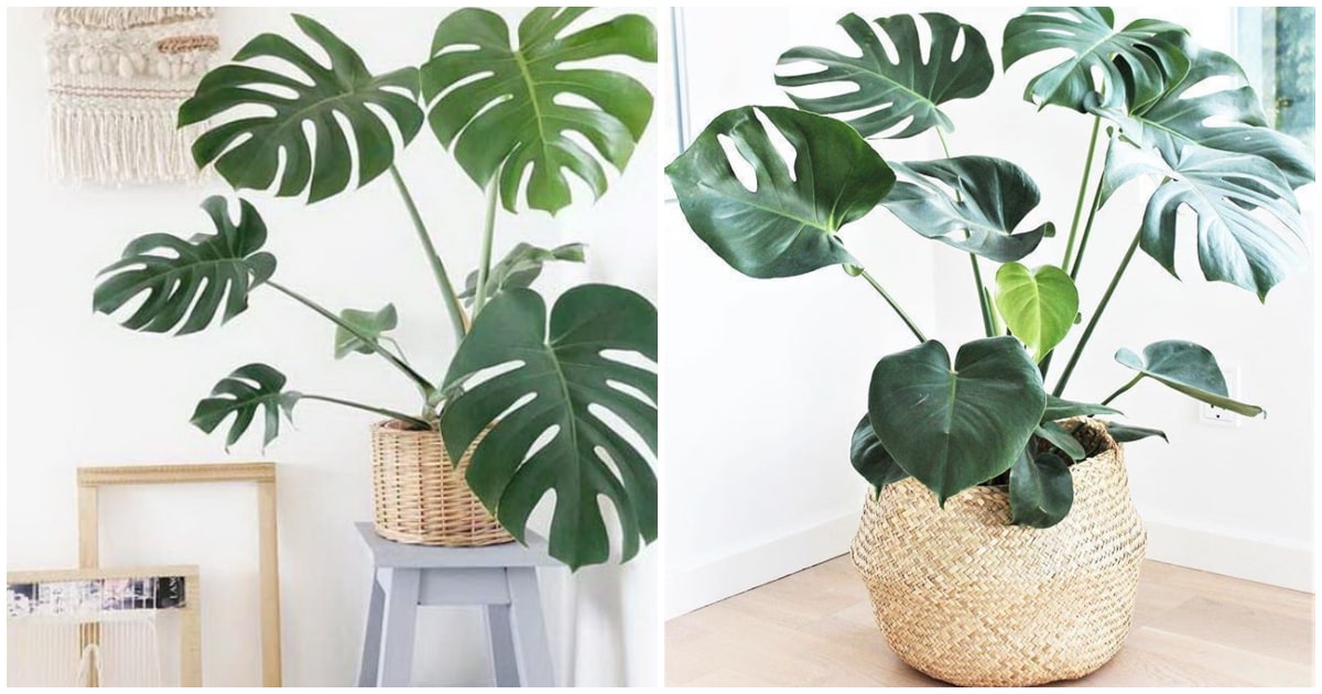Cómo decorar interiores con Monstera Deliciosa o Costilla de Adán
