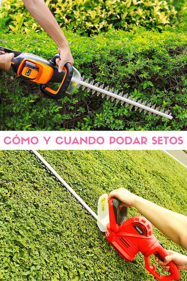 Cómo y cuándo podar setos