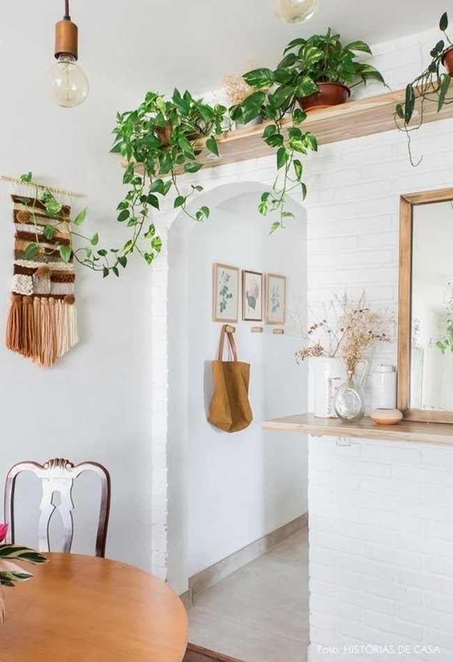 Plantas para decorar tu casa