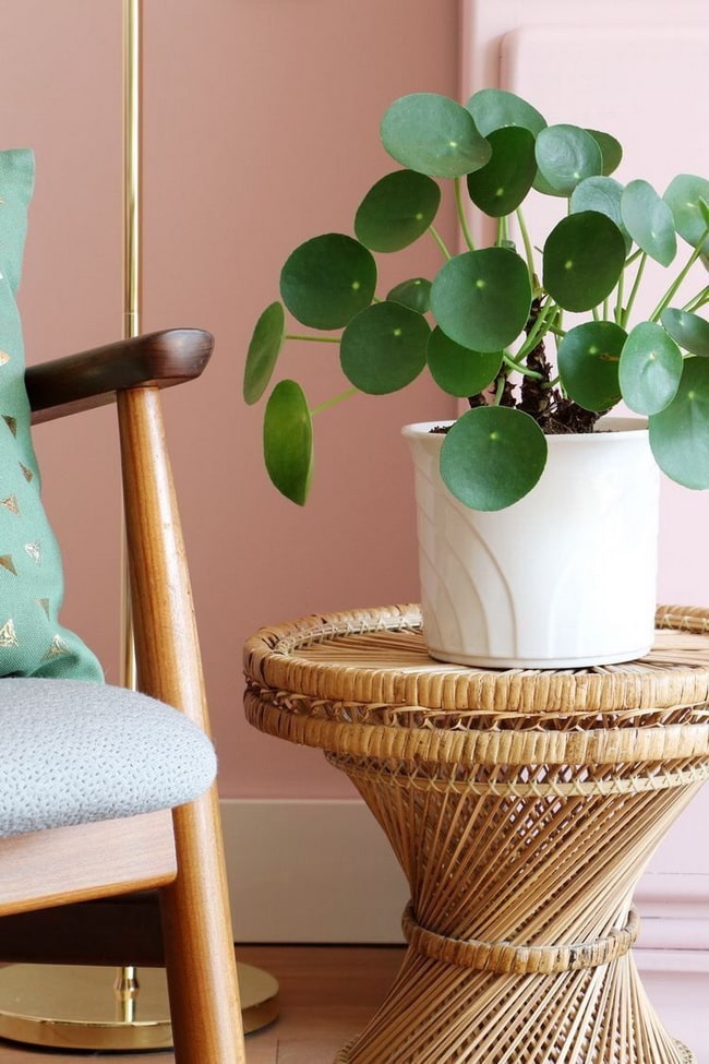 Pilea peperomioides para decorar