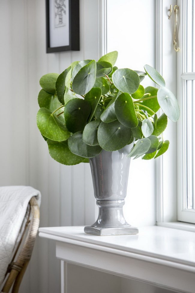 Decoración con Planta china del dinero