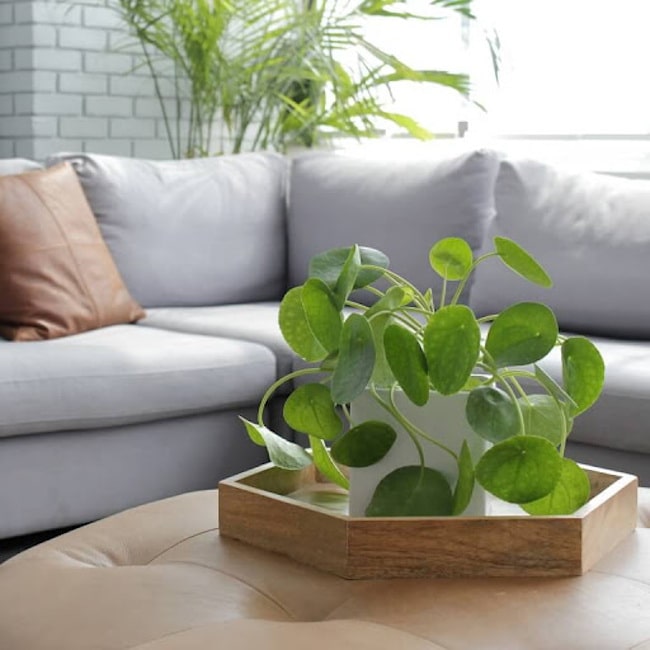 Ideas para decorar con plantas de interior