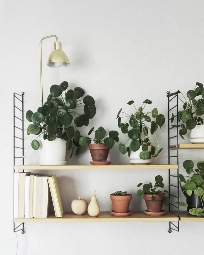 Estantería con plantas de interior