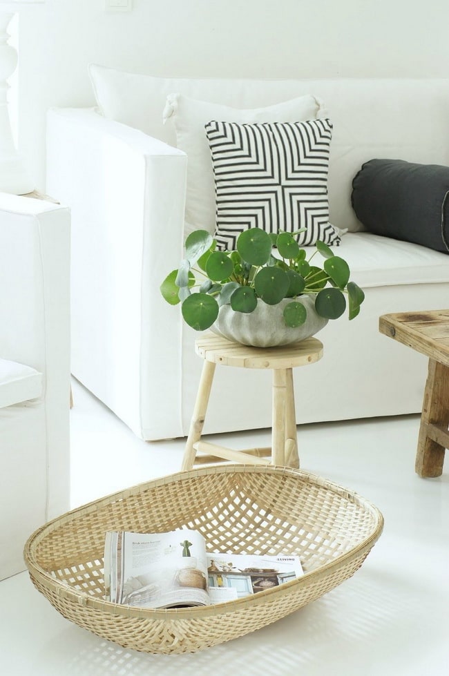 Pilea peperomioides