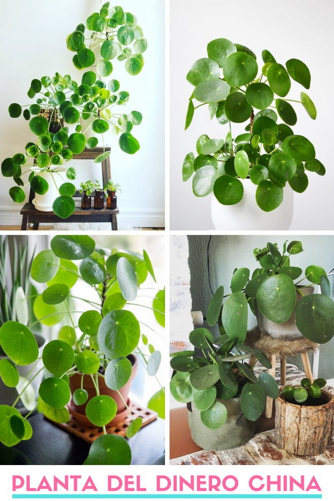 Planta china del dinero