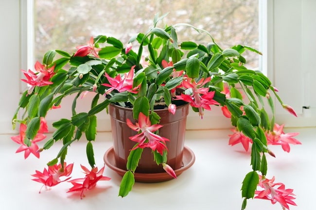 Plantas de Navidad