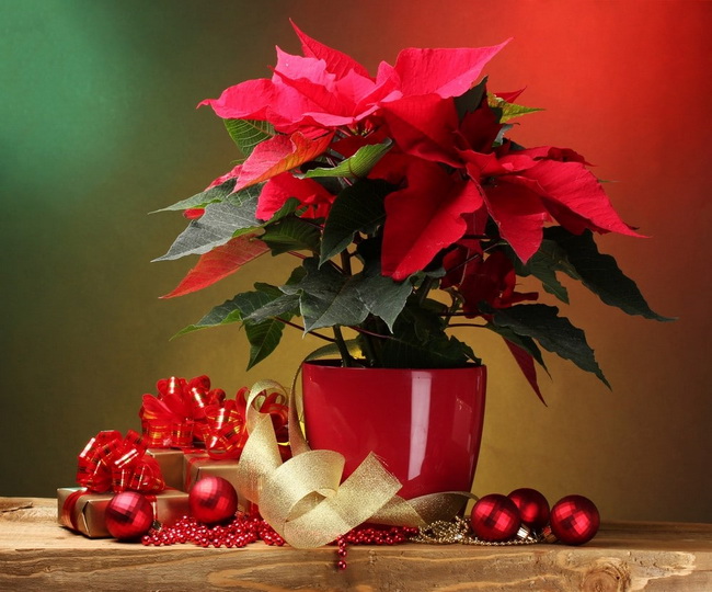 Plantas de Navidad