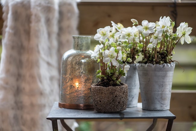 Plantas de Navidad para decorar tu hogar