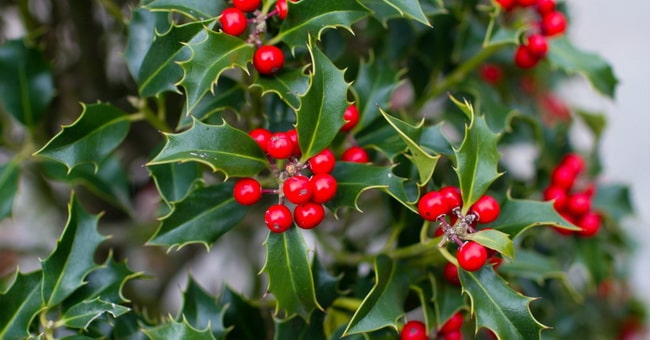 Plantas de Navidad