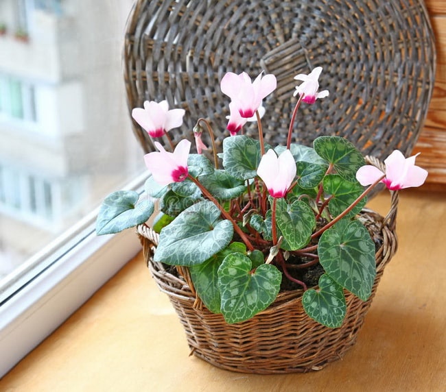 Plantas de Navidad