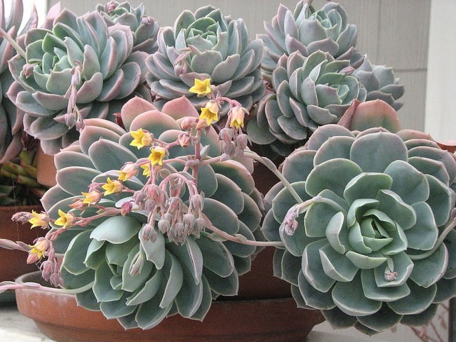 Rosa de Alabastro