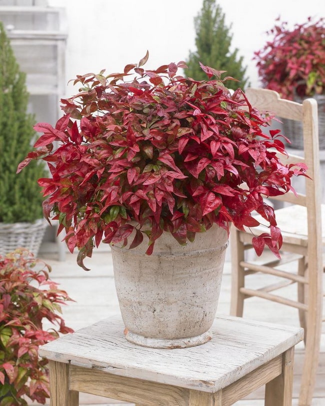 Nandina doméstica o bambú sagrado