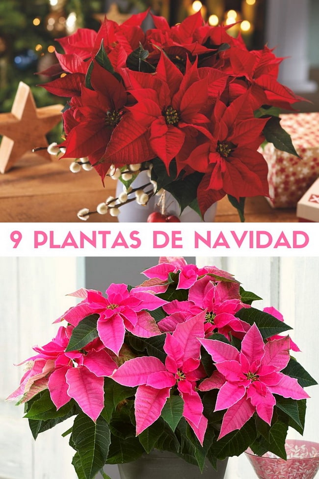 Plantas de Navidad