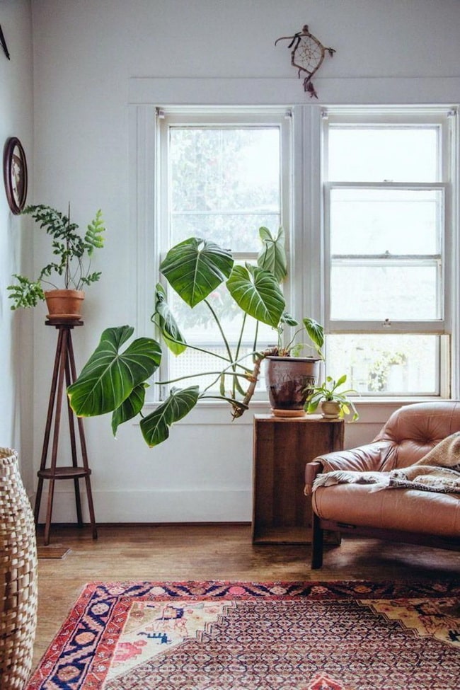 Plantas en salones estilo Kinfolk
