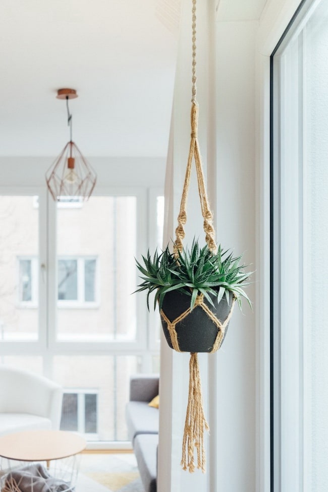 Plantas colgantes