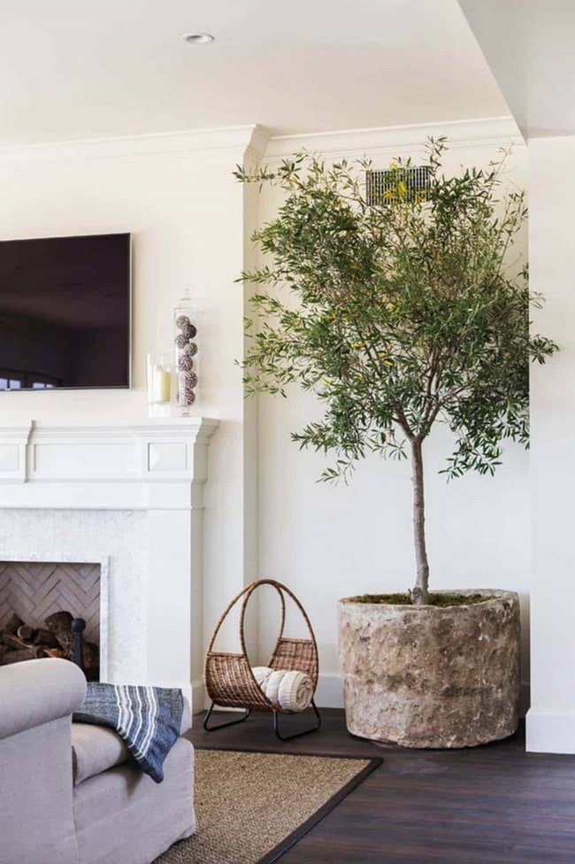 Plantas en interiores