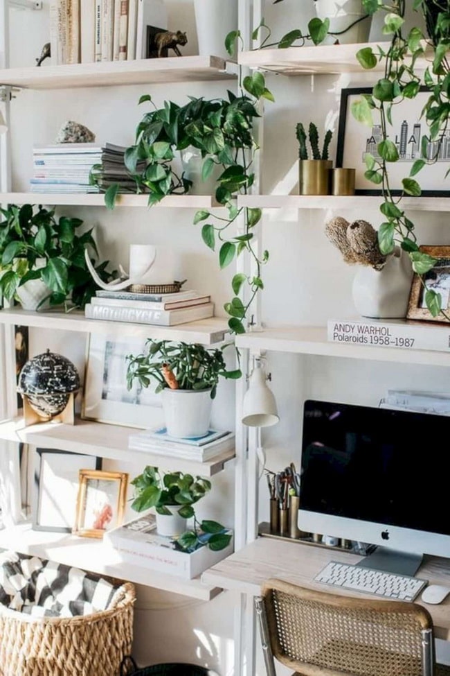 Plantas de interior que necesitan poca agua