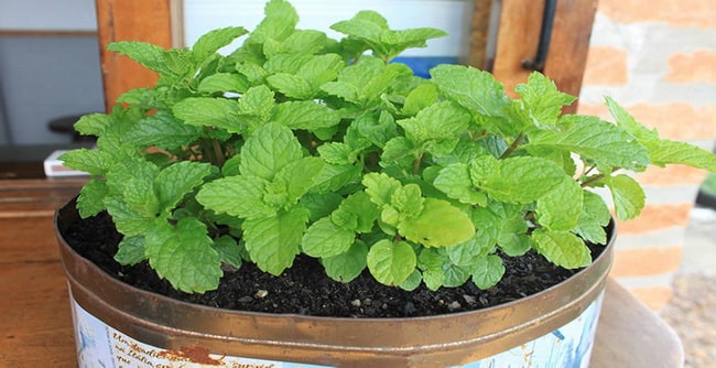Menta en macetas