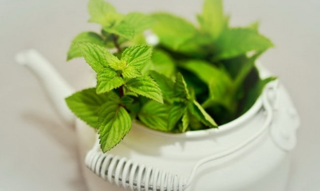 Las mejores plantas aromáticas de interior