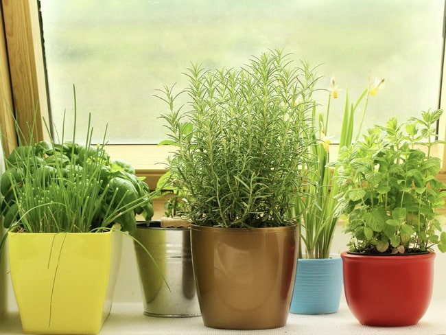 Las mejores hierbas aromáticas de interior