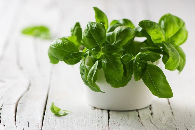Albahaca en interiores