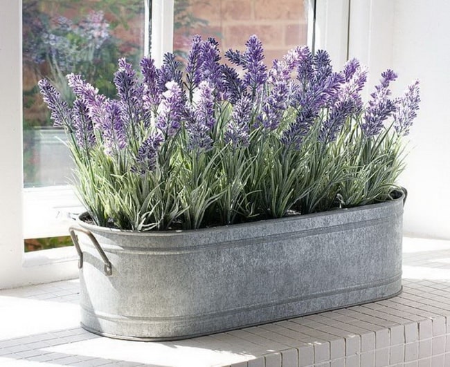 Lavanda en macetas
