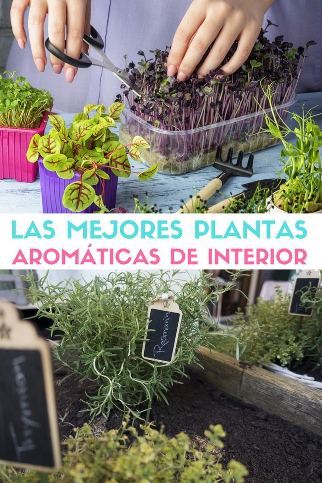 Las mejores plantas aromáticas de interior