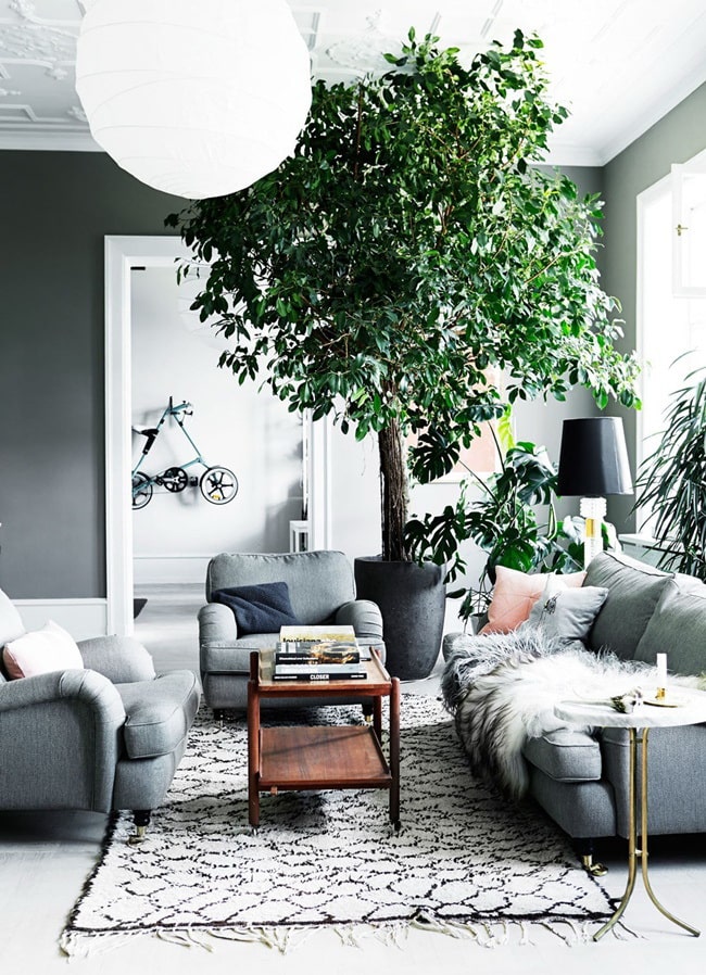 Plantas de interior