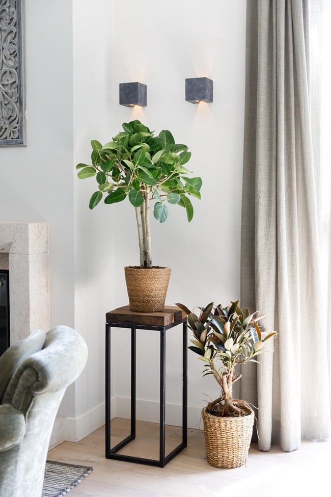 Árboles para decorar interiores