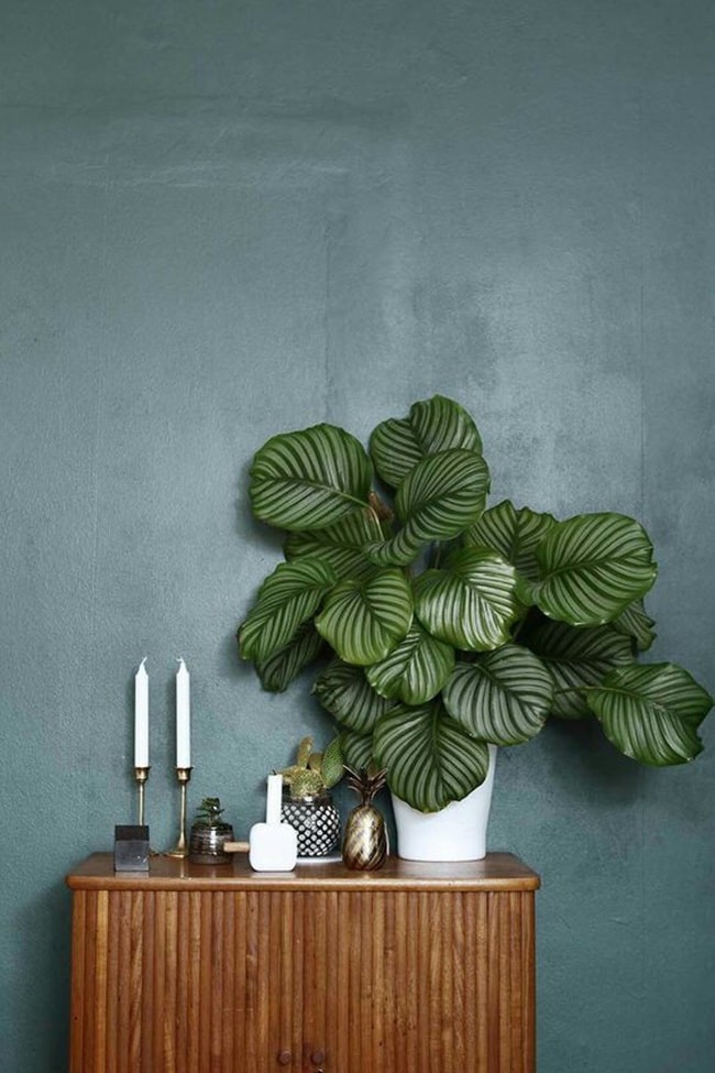 Tendencias en plantas de interior