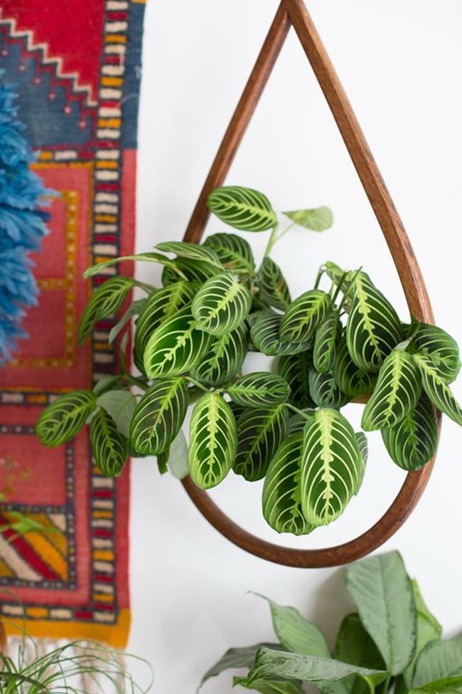 Calateha para decorar interiores