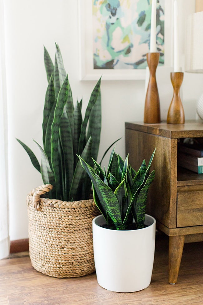 Plantas de interior tendencia