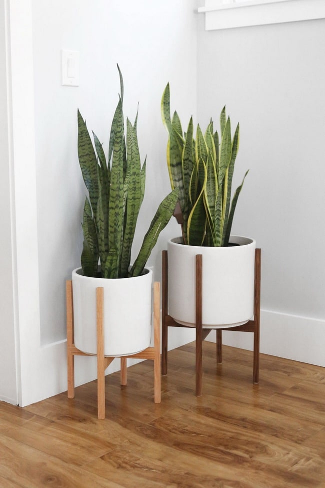 Tendencia en plantas de interior