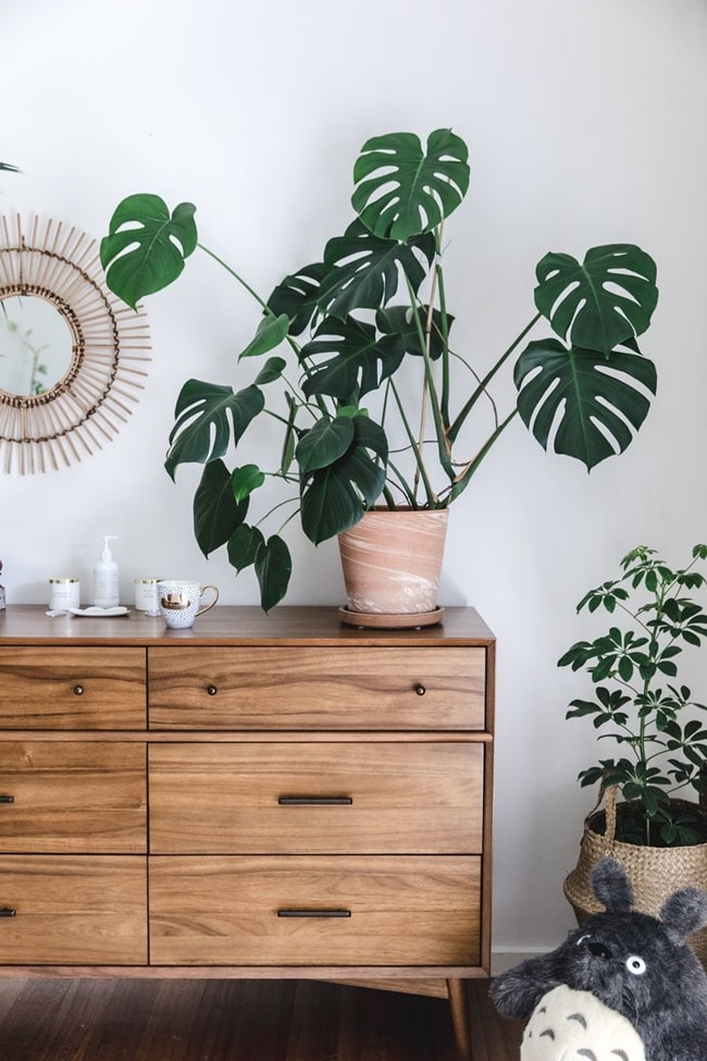 Monstera deliciosa