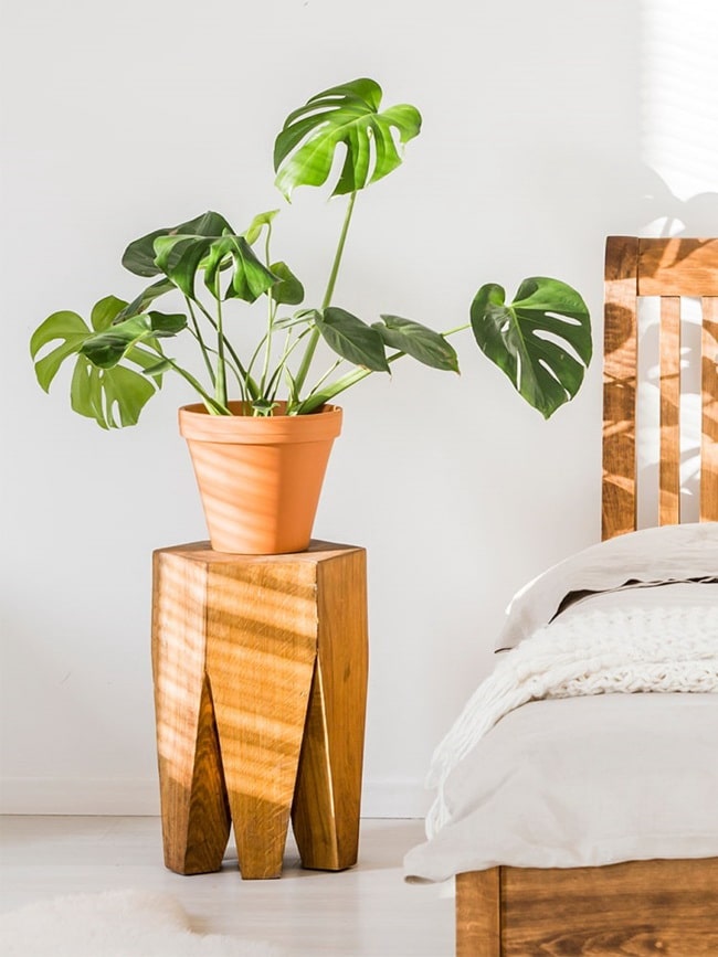 Plantas de interior tendencia