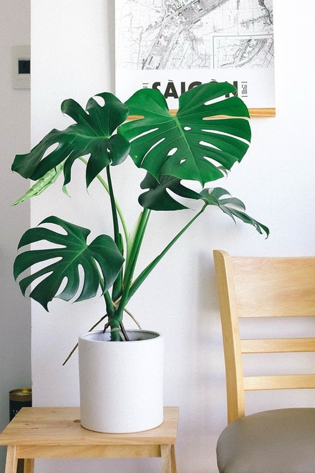 Plantas de interior tendencia