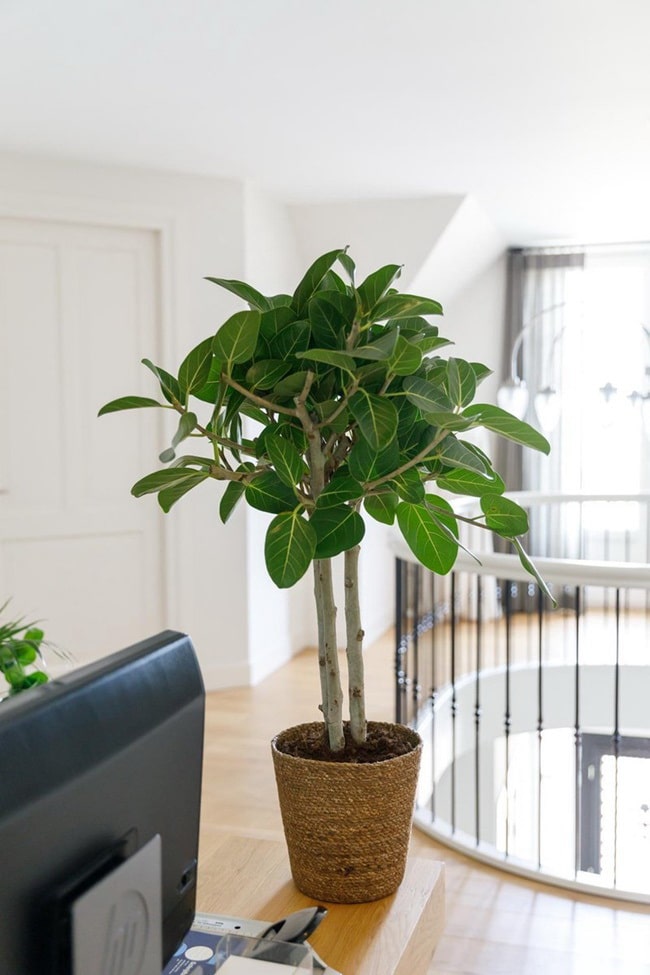 Ficus para decorar interiores