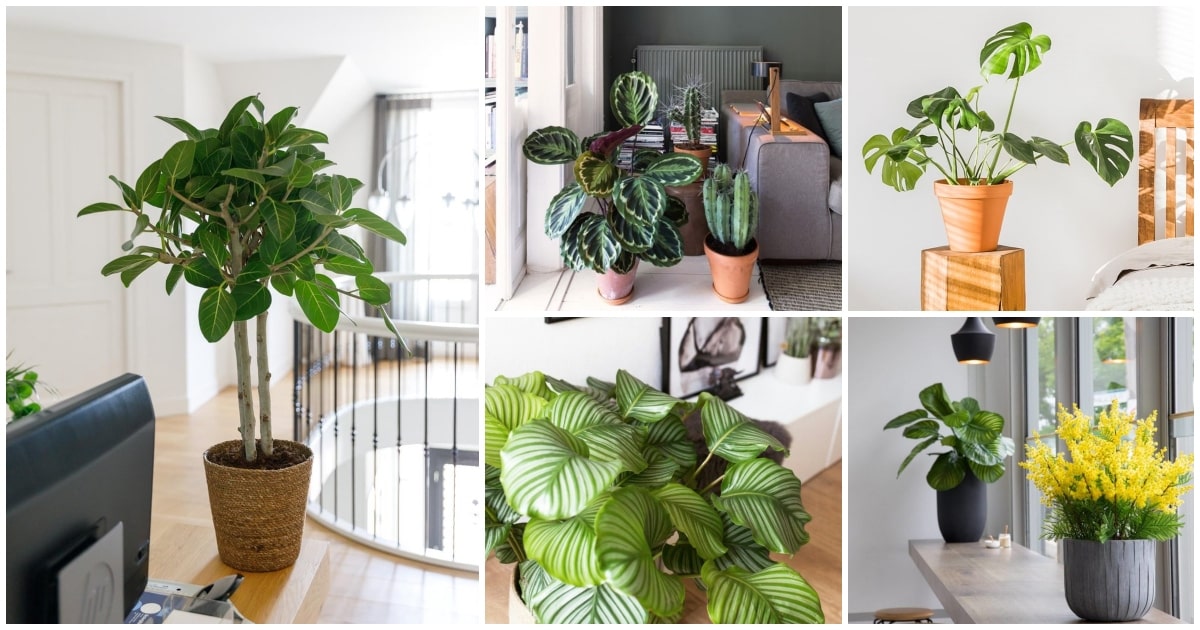 Plantas de Interior que son Tendencia en Decoración en 2023.