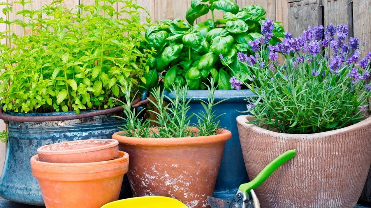 5 Plantas que Ahuyentan a los Mosquitos. Plantas Antimosquitos. 5 Plantas que Ahuyentan a los Mosquitos. Plantas Antimosquitos.