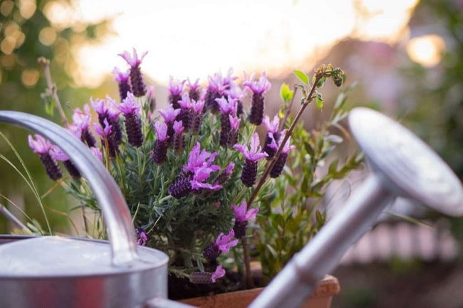 Plantas que ahuyentan a los mosquitos