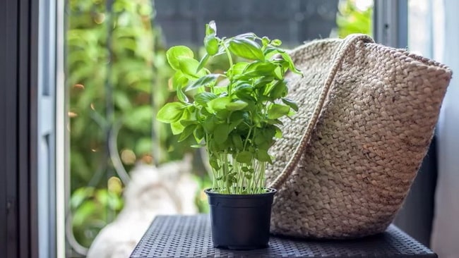 Albahaca para ahuyentar mosquitos
