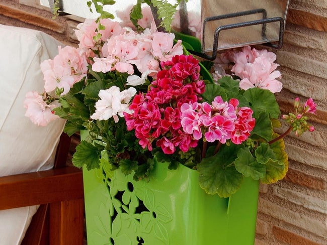 Plantas repelentes naturales