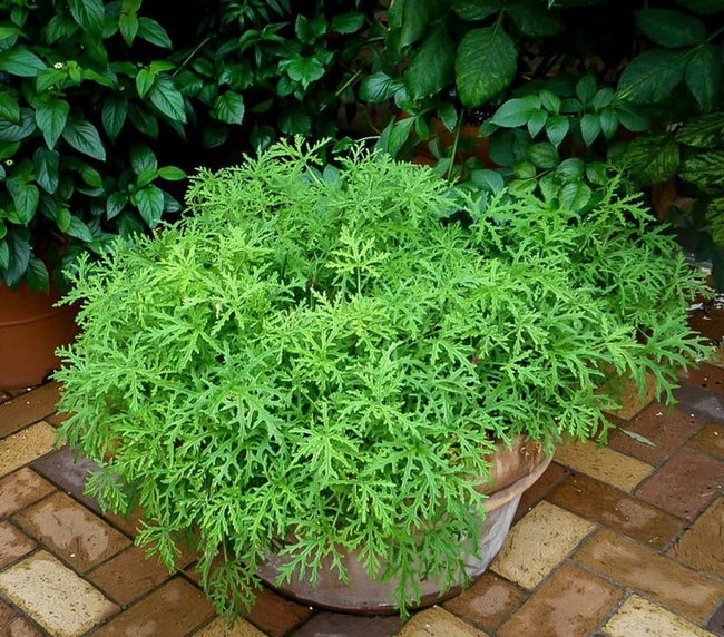 Plantas que ahuyentan a los mosquitos