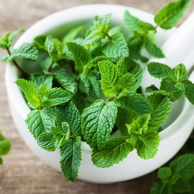 Plantas antimosquitos