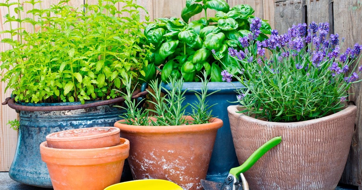 Plantas que ahuyentan a los mosquitos