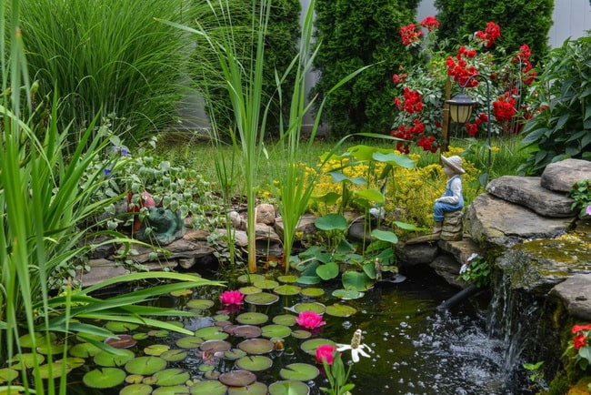 Jardines acuáticos