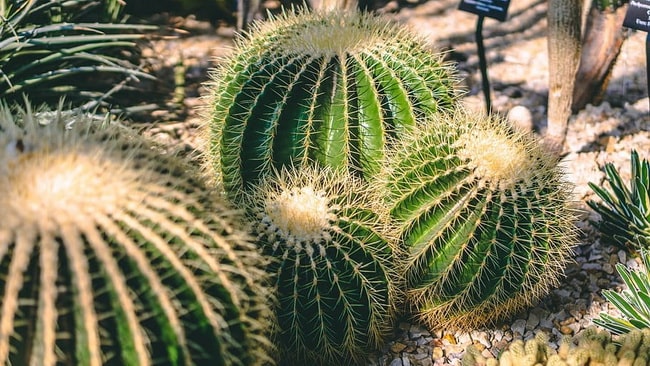 Cactus