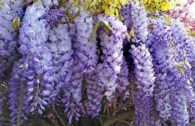 Wisteria o glicina