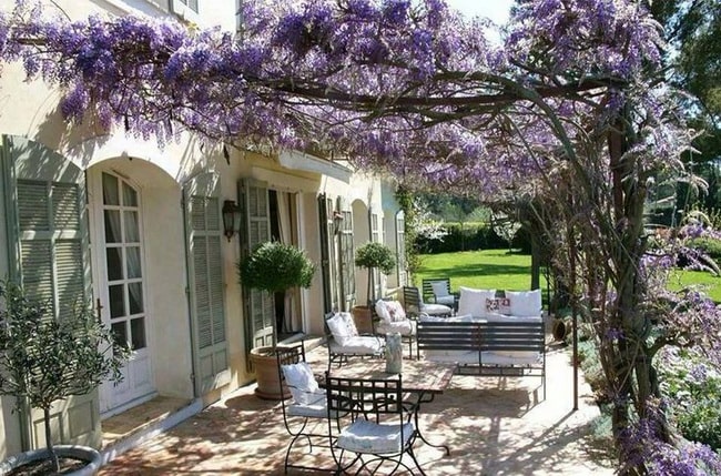 Plantas trepadoras con flores