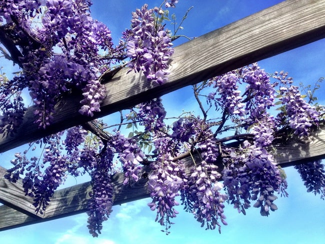 Wisteria para decorar pérgolas